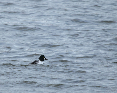 Common Goldeneye, Amsterdamse Waterleidingduinen, Netherlands