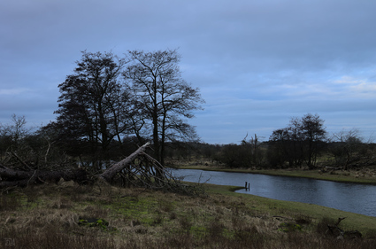 Amsterdamse Waterleidingduinen, Netherlands