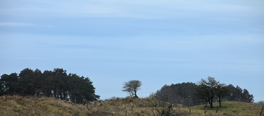 Amsterdamse Waterleidingduinen, Netherlands