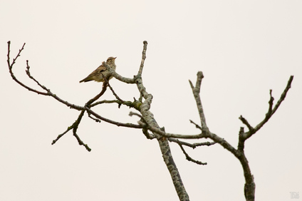 Woodlark, Amsterdamse Waterleidingduinen, Netherlands