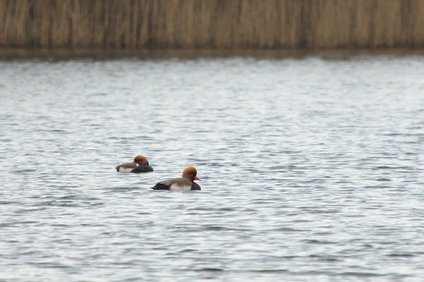 Red-crested Pochard, Ganzenhoek, Wassenaar, Netherlands