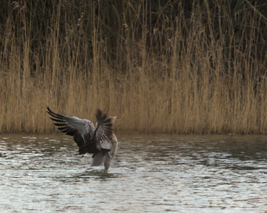 Greylag Goose, Ganzenhoek, Wassenaar, Netherlands