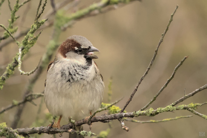 House Sparrow, Wassenaarse Slag, Wassenaar, Netherlands