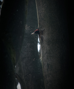     Wildlife