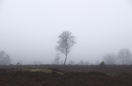 Planken Wambuis, Netherlands
