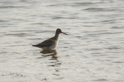 Common Redshank, Nieuwe Driemanspolder, Netherlands