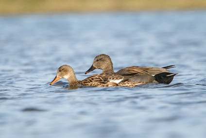Gadwall, Nieuwe Driemanspolder, Netherlands