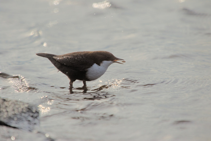 White-throated Dipper, Zoetermeer, Netherlands