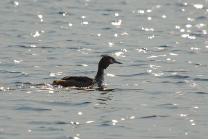 Great Crested Grebe, Nieuwe Driemanspolder, Netherlands