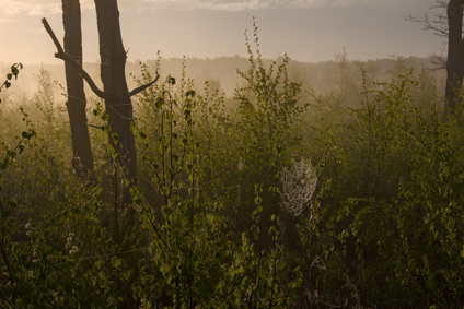 Dwingelderveld, Netherlands