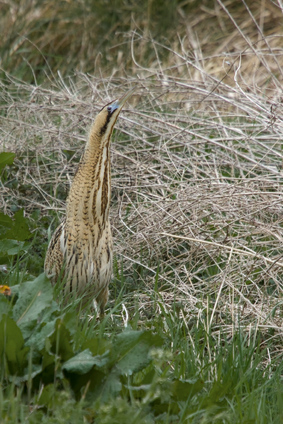 Eurasian Bittern, Diependal, Netherlands