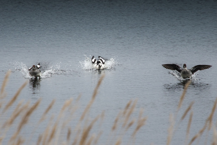 Smew, Diependal, Netherlands