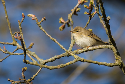 Willow Warbler, Aekingerzand, Netherlands
