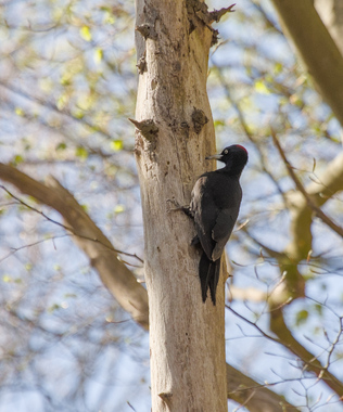 Black Woodpecker, Fochteloër Veen, Netherlands