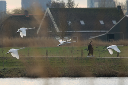 Mute Swan, Zoetermeer, Netherlands
