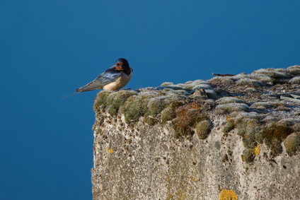Barn Swallow, Zuidlaardermeer, Netherlands