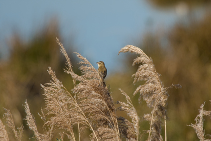 Sedge Warbler, Zuidlaardermeer, Netherlands