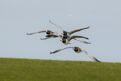 Barnacle Goose, Breebaart, Netherlands