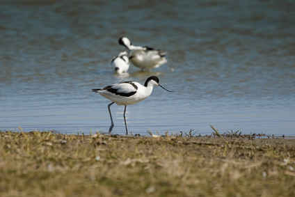 Pied avocet, Breebaart, Netherlands