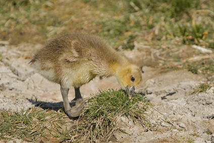 Greylag Goose, Breebaart, Netherlands