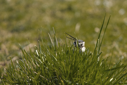 Northern Lapwing, Breebaart, Netherlands