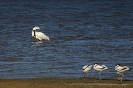 Pied avocet                    , Eurasian Spoonbill (Platalea leucorodia), Breebaart, Netherlands