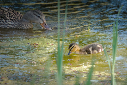 Mallard, Den Haag, Netherlands