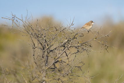 Common whitethroat, Westduinpark, Den Haag, Netherlands