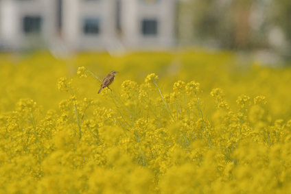 Sedge Warbler, Nieuwe Driemanspolder, Netherlands