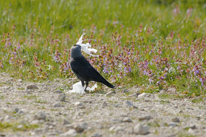 Western Jackdaw, Nieuwe Driemanspolder, Netherlands