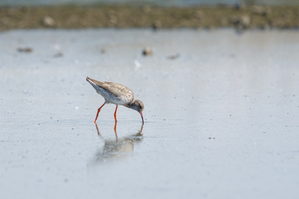 Common Redshank, Nieuwe Driemanspolder, Netherlands