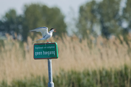 Common Tern, Nieuwe Driemanspolder, Netherlands