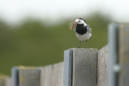 White Wagtail, 