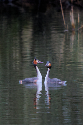 Great Crested Grebe, Amsterdamse Waterleidingduinen, Netherlands
