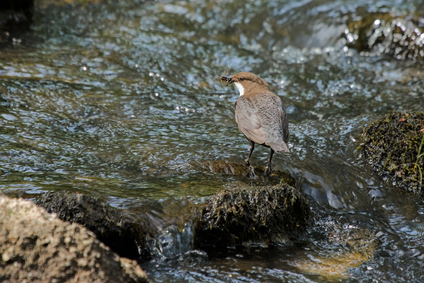 White-throated Dipper, Nettersheim, Germany