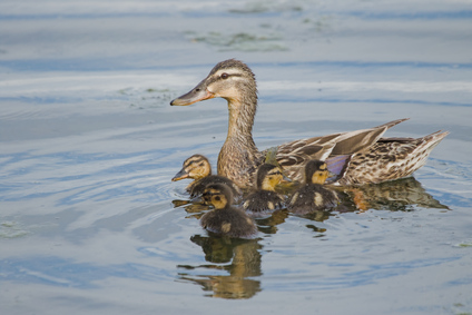 Mallard, Nieuwe Driemanspolder, Netherlands