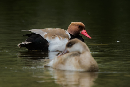 Red-crested Pochard, Jona, Switzerland