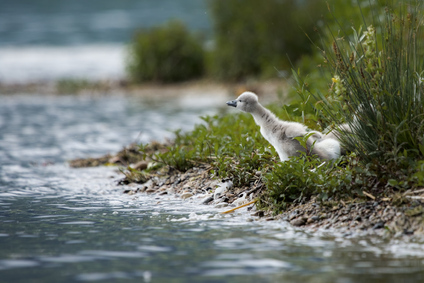 Mute Swan, Jona, Switzerland
