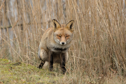 Amsterdamse Waterleidingduinen, Netherlands
