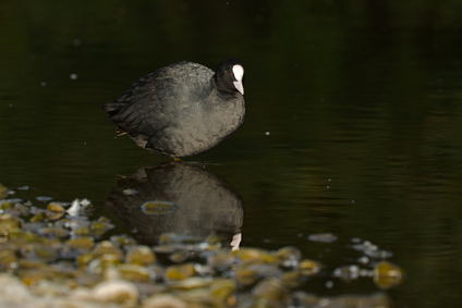 Common Coot, 