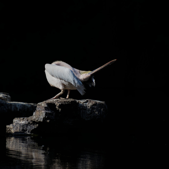 Great White Pelican, St James' Park, Westminster, London, England