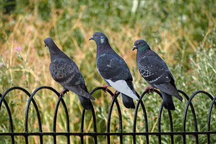 feral pigeon, St James' Park, Westminster, London, England