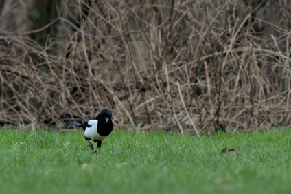 Eurasian Magpie, Segbroekpark, Den Haag, Netherlands