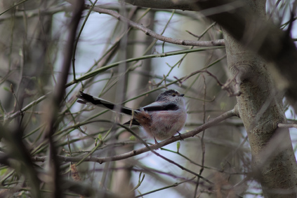 Long-tailed Tit, Segbroekpark, Den Haag, Netherlands