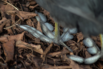 Common Coot, Segbroekpark, Den Haag, Netherlands