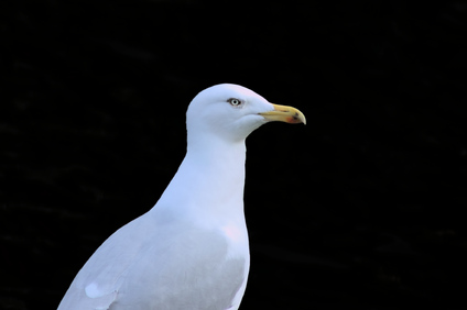 European Herring Gull, Den Haag, Netherlands