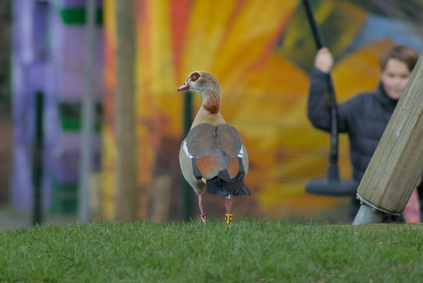 Egyptian Goose, Segbroek, Den Haag, Netherlands