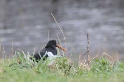 Eurasian Oystercatcher, Kijkduin, Den Haag, Netherlands