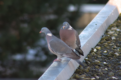 Common Wood Pigeon, Den Haag, Netherlands