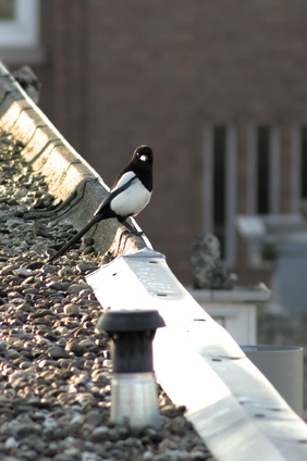Eurasian Magpie, Den Haag, Netherlands